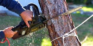 Best Tree Removal Service  in Byron, MN